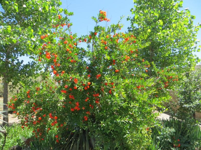 3 Bedroom Property for Sale in Nieu Bethesda Eastern Cape